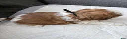 Shih Tzu dogs for sale: Shih  Tzu Puppies in Sutton - Advert 7