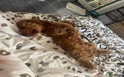 Cockapoo dogs for stud: 1 year old cockapoo for stud - Image 11