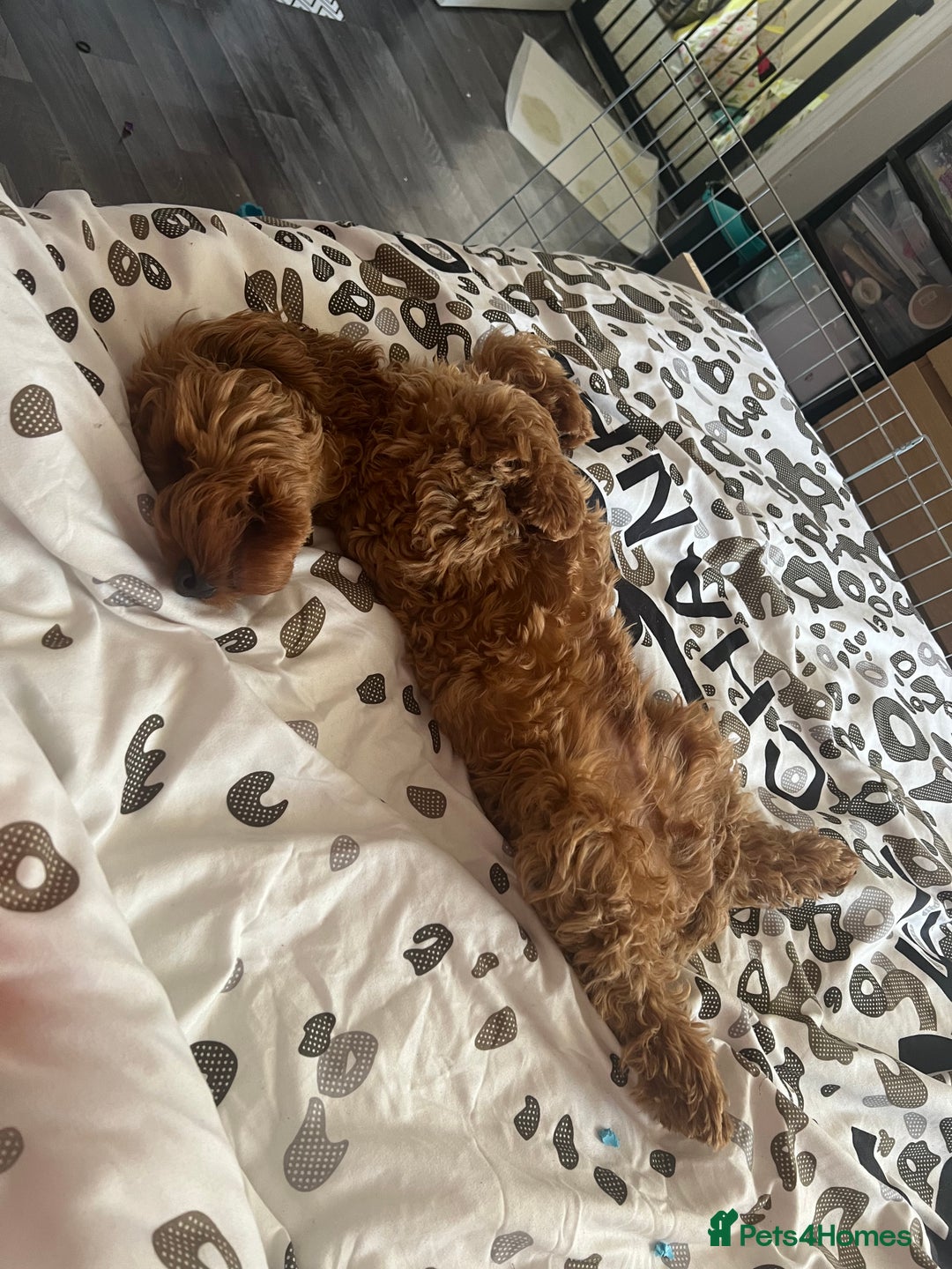 Cockapoo dogs for stud: 1 year old cockapoo for stud - Image 11