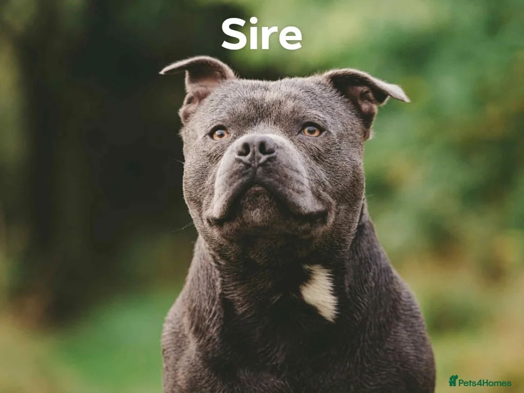 Staffordshire Bull Terrier dogs for sale: Blue/Black Staffordshire Bull Terrier Puppies - Advert 6