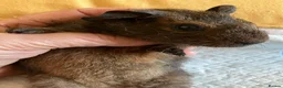 Guinea Pig rodents for sale: Lovely guinea pig babies  - Advert 10