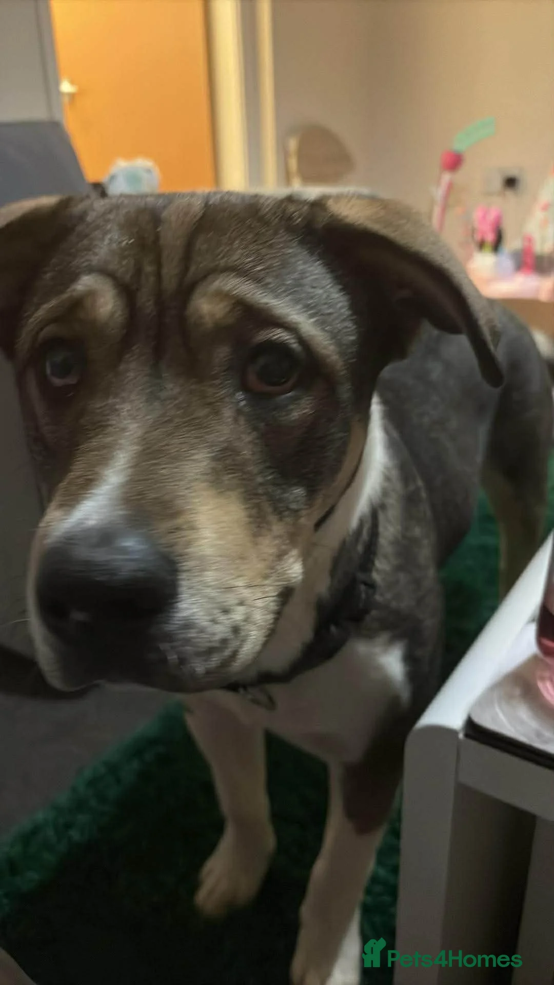 Mixed Breed dogs for sale: Akita X american bulldog - Advert 1