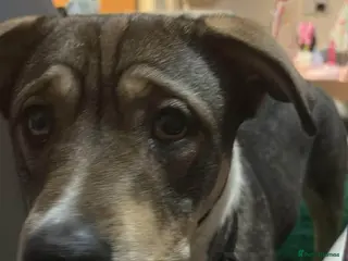 Mixed Breed dogs Akita X american bulldog - Advert 1