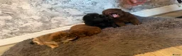 Chow Chow dogs for sale: Chowski puppies  - Advert 13