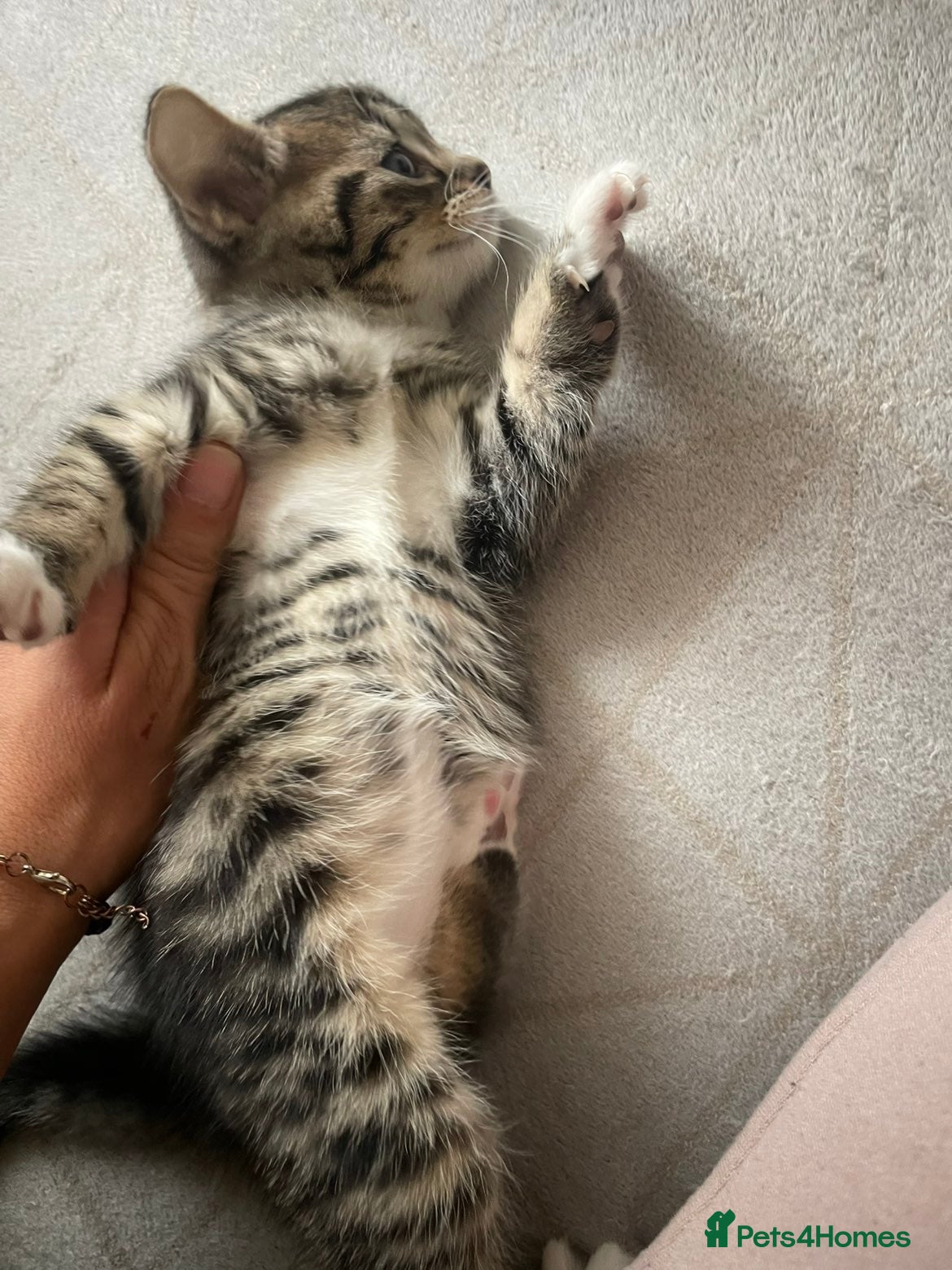Mixed Breed cats for sale: Sweet kitty for sale 🩷🩷🩷 - Advert 10