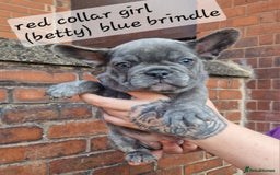 French Bulldog dogs for sale: Beautiful brindle french-bulldog girl left!  - Image 13