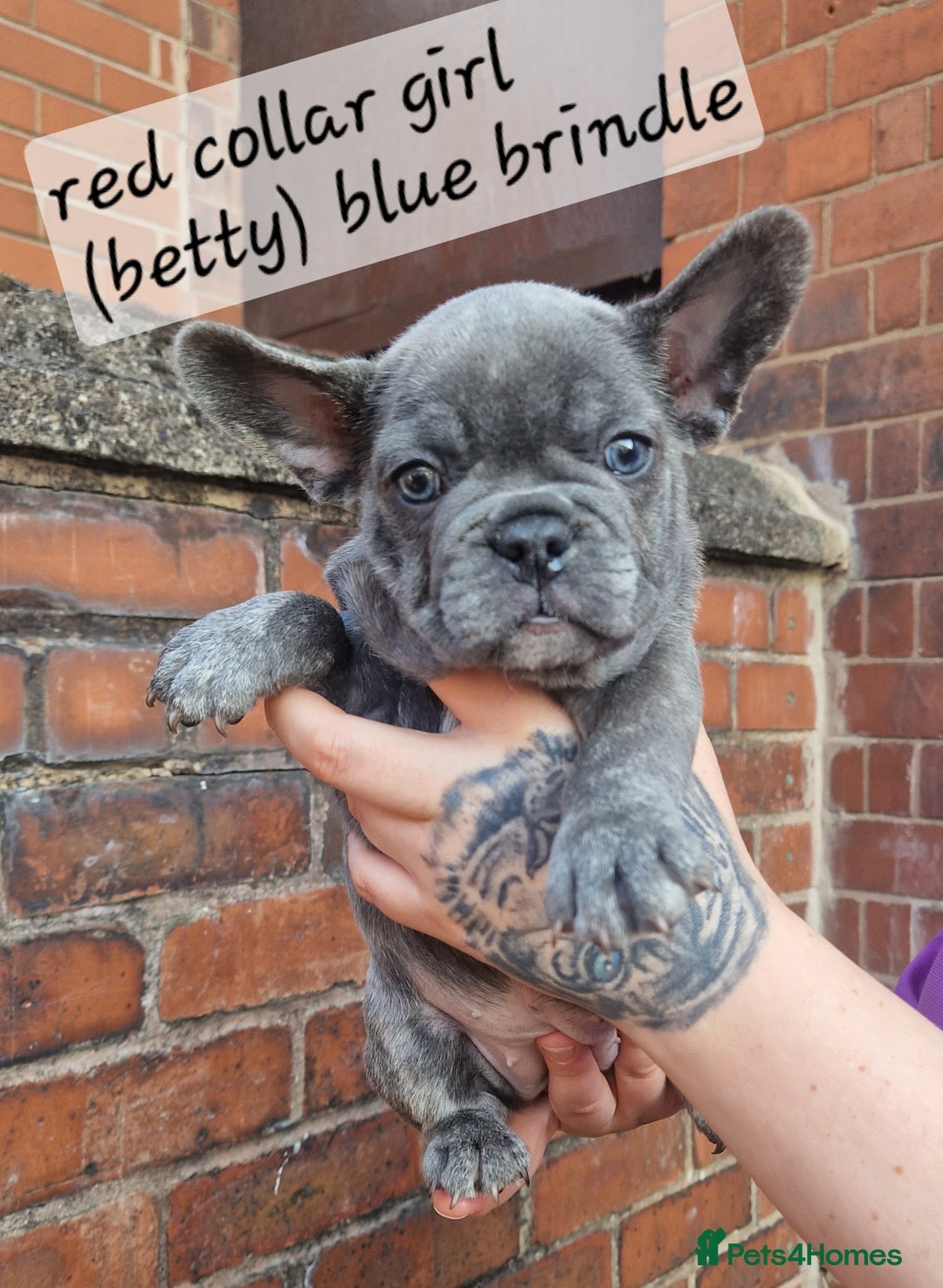 French Bulldog dogs for sale: Beautiful brindle french-bulldog girl left!  - Image 13