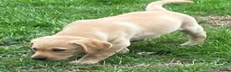 Labrador Retriever dogs for sale: Labrador puppies - Advert 10