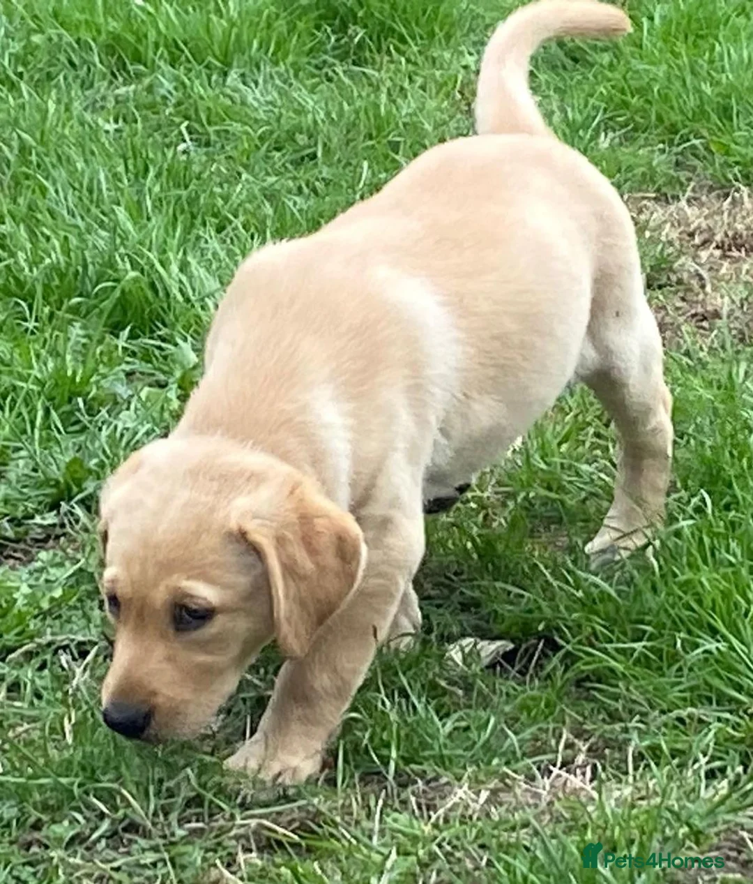 Labrador Retriever dogs for sale: Labrador puppies - Advert 10