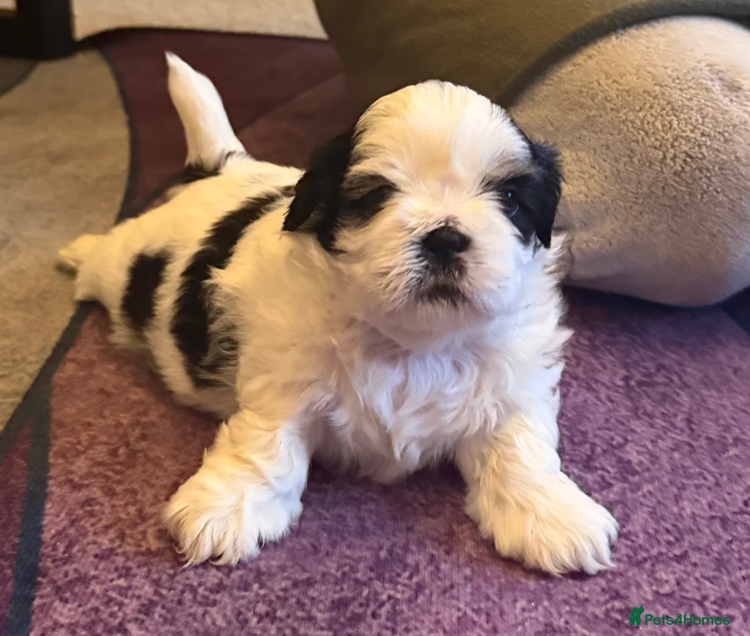Shih Tzu dogs for sale: Beautiful Shih Tzu’s - STUNNING pure breds - Advert 6