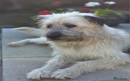 Catalan Sheepdog dogs for adoption: Dylan looking for his happy ever after  - Image 1