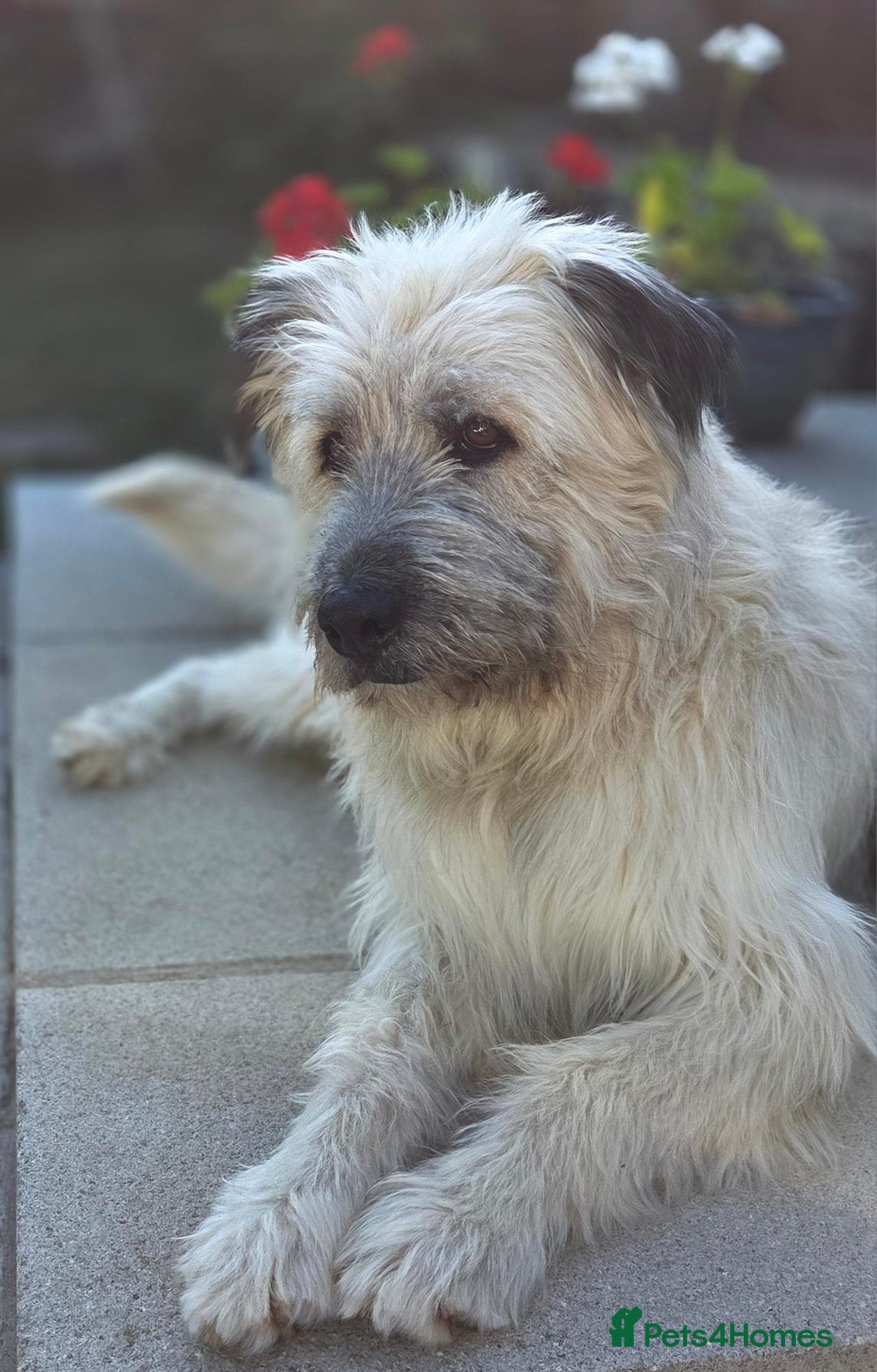 Catalan Sheepdog dogs for adoption: Dylan looking for his happy ever after  - Image 1