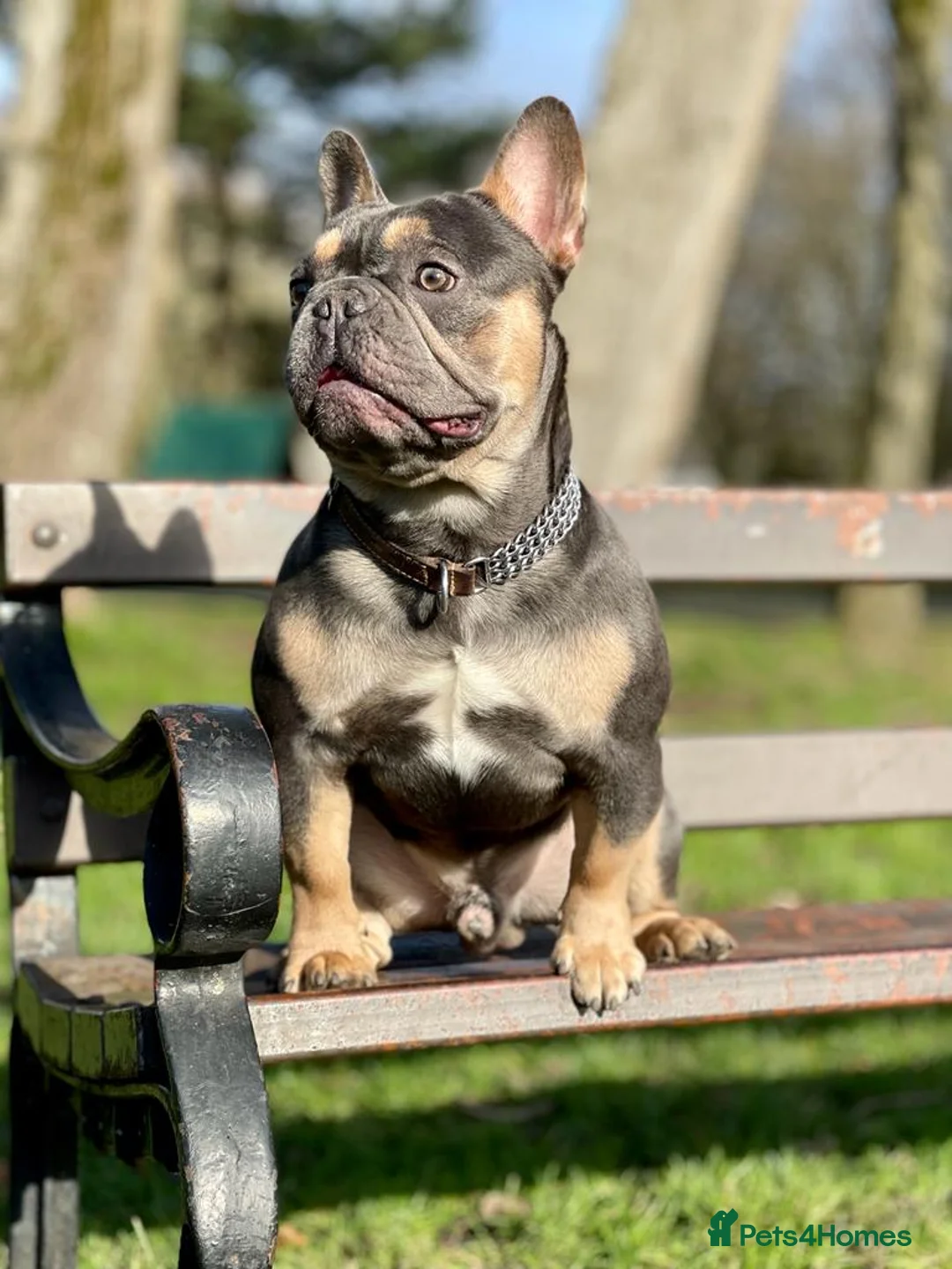 French Bulldog dogs for stud: Hector Starfex in Leigh - Advert 10