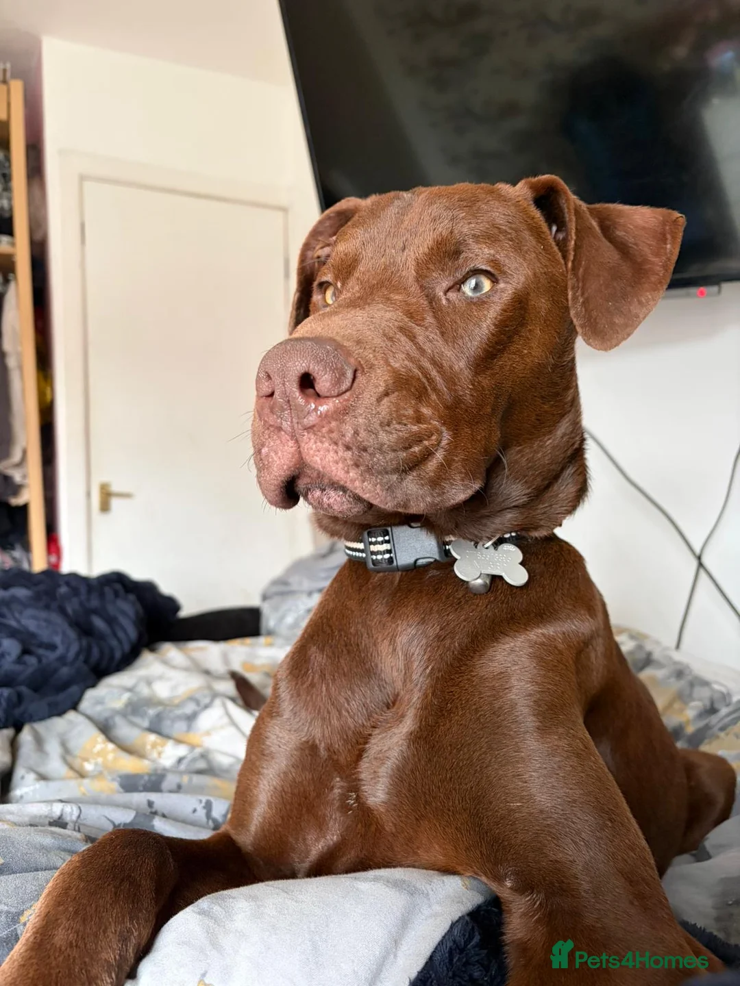 Mixed Breed dogs for sale: Presa x Doberman  - Advert 4