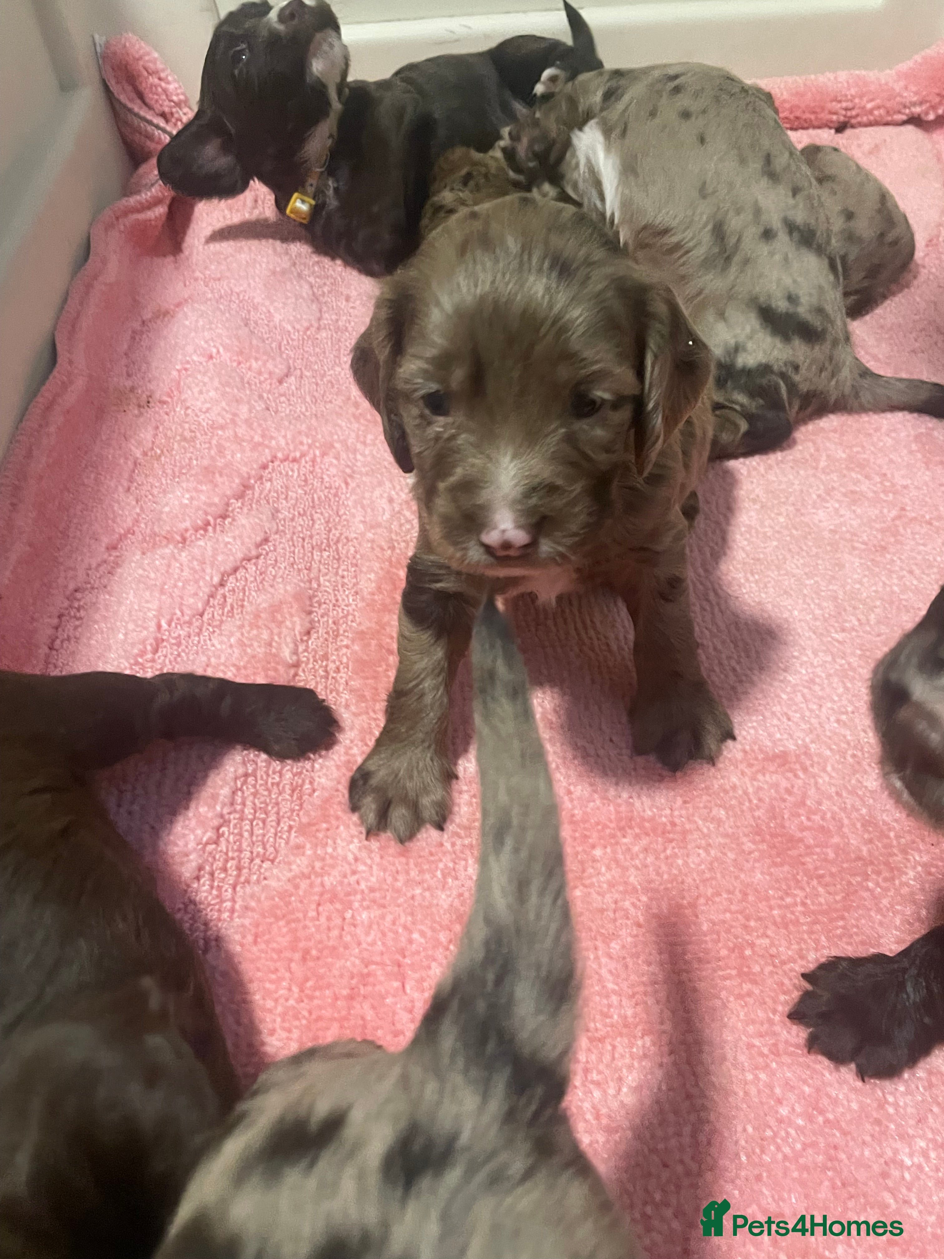 Cocker Spaniel dogs Working cocker spaniels - Advert 2
