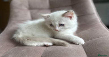 Ragdoll cats - Advert 6