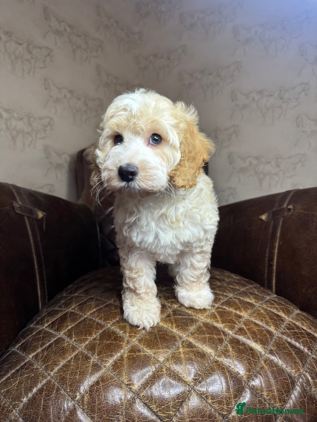 Cockapoo dogs for sale: Pedro f1 cockapoo  - Image 16