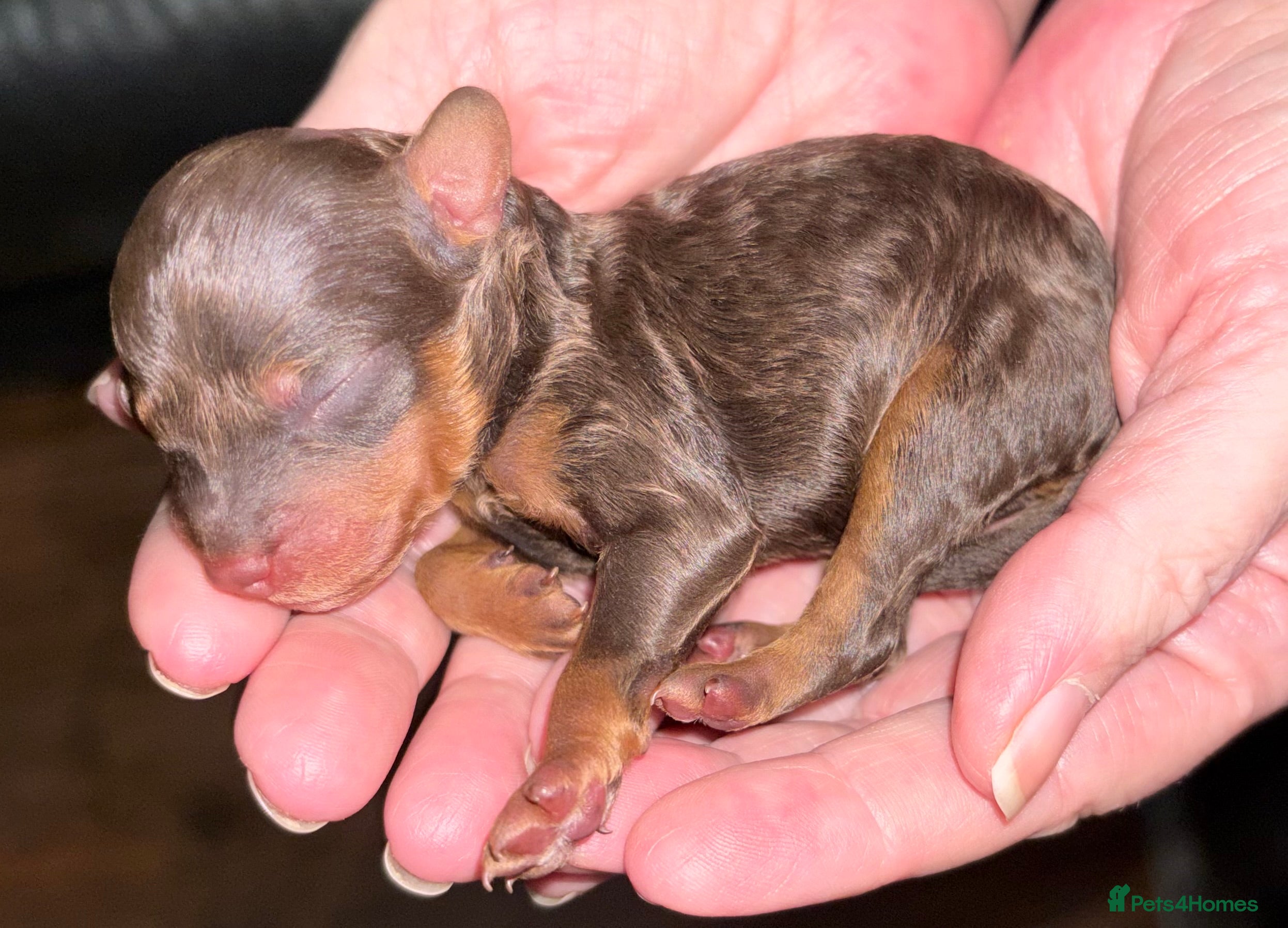 Toy Poodle dogs Brown phantom Kc toy poodles - Advert 2