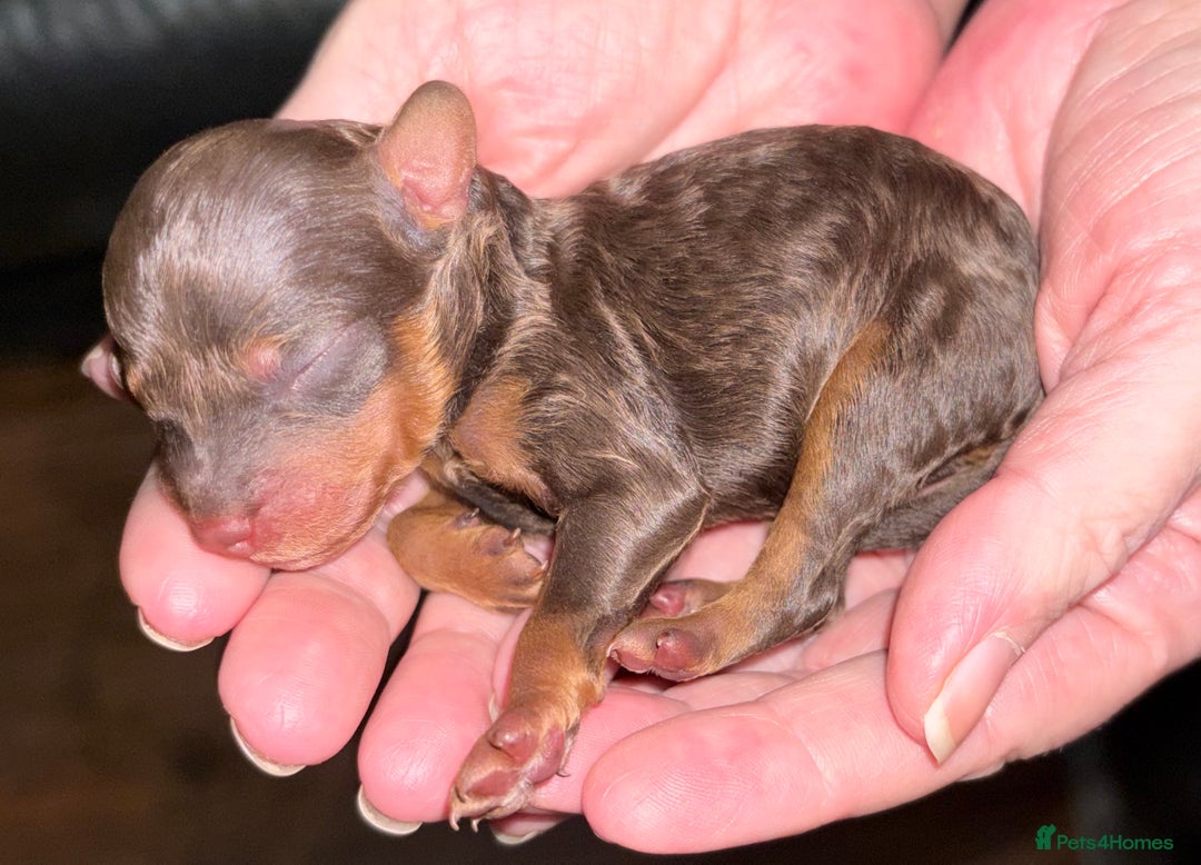 Toy Poodle dogs for sale: Brown phantom Kc toy poodles - Advert 1