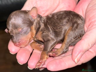 Toy Poodle dogs Brown phantom Kc toy poodles - Advert 2