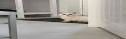 Munchkin cats for sale: Munchkin female  - Advert 4