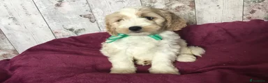 Mixed Breed 2