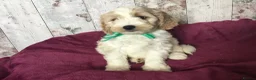 Cavapoo dogs for sale: Adorable Cockalierpoo pups ( so cute) - Advert 28