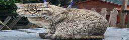 Mixed Breed cats for sale: Scottish Straight Cross Kittens  - Advert 10