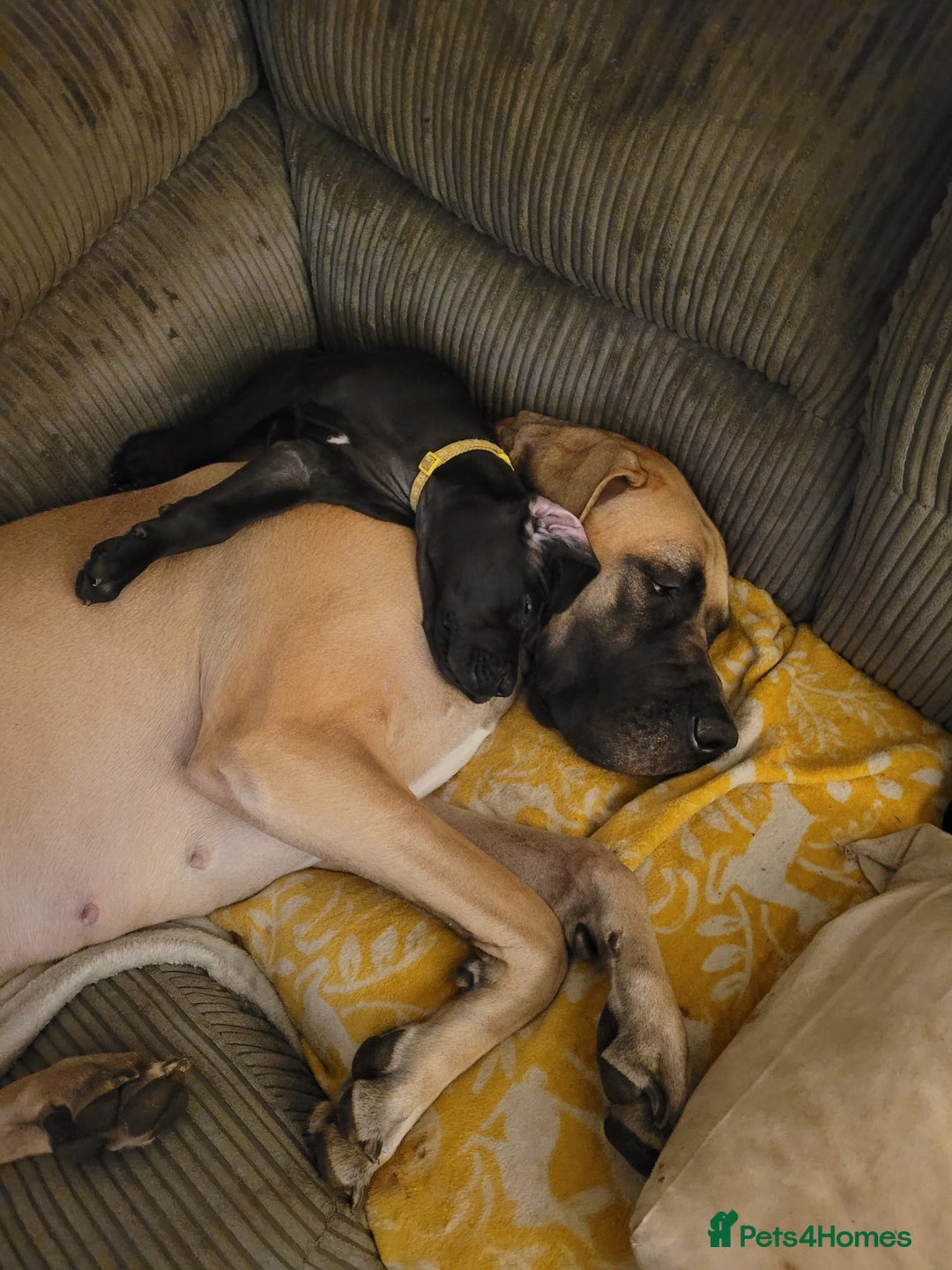 Great Dane dogs for sale: Only 2 beautiful Great Dane girls left. Ready now - Advert 34