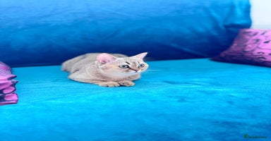 Scottish Fold cats - Advert 3