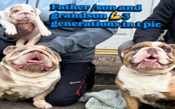 English Bulldog dogs for stud:  English bulldog health tested proven  in Newcastle upon Tyne - Image 4