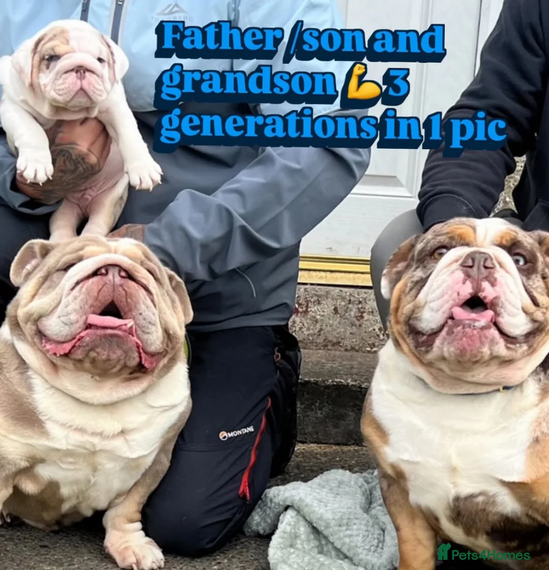 English Bulldog dogs for stud:  English bulldog health tested proven  in Newcastle upon Tyne - Advert 5