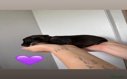German Shepherd dogs for sale: Stunning German Shepherd/Utonagan Puppies  - Image 31