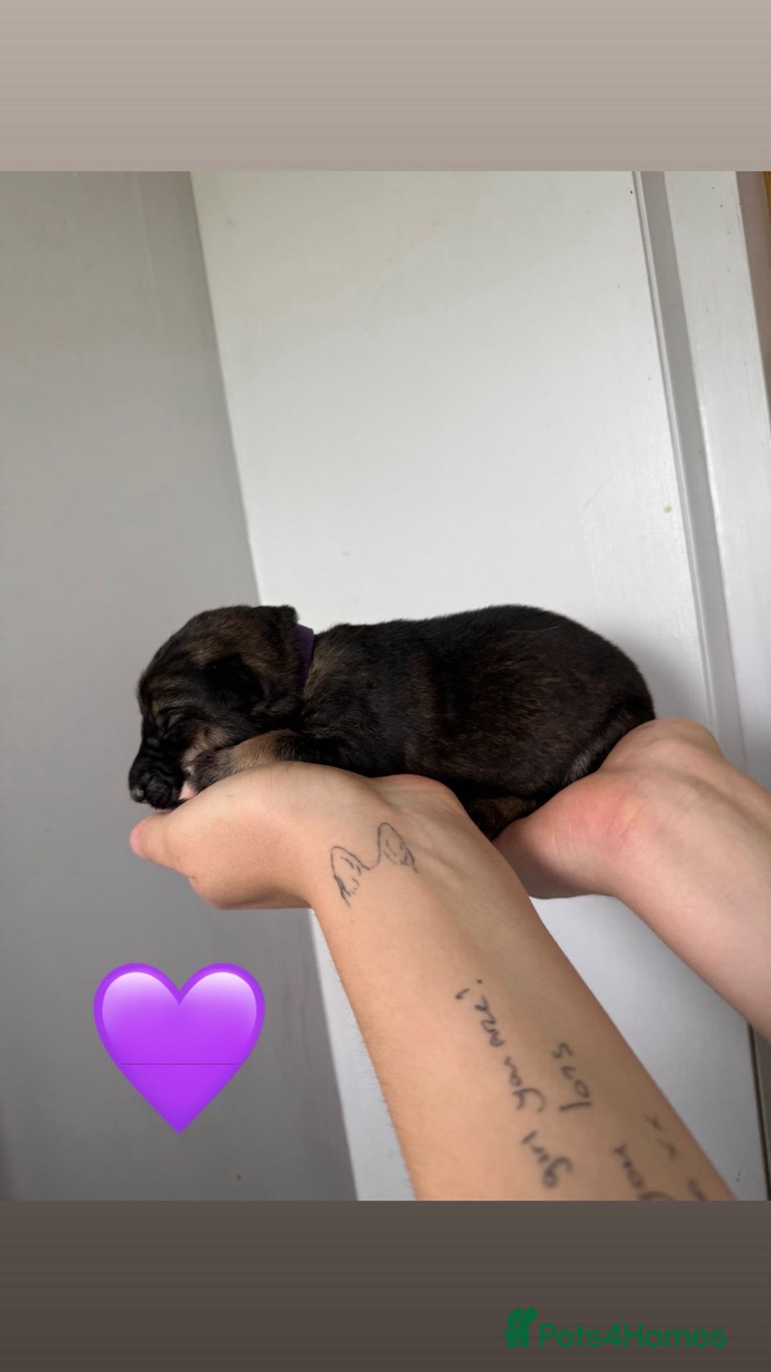 German Shepherd dogs for sale: Stunning German Shepherd/Utonagan Puppies  - Image 31
