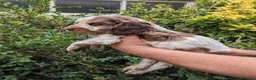 Cockapoo dogs for sale: Cockapoo puppies stunning colours  - Advert 9