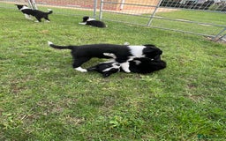 Border Collie dogs for sale: Beautiful border collie puppies  - Image 8