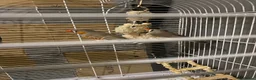 Finches birds for sale: Zebra finches - Advert 4