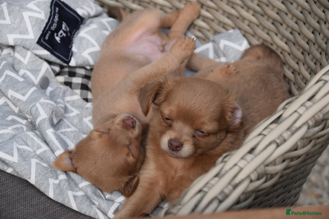 Chihuahua dogs for sale: One of a kind ChiPin Puppies - Image 4