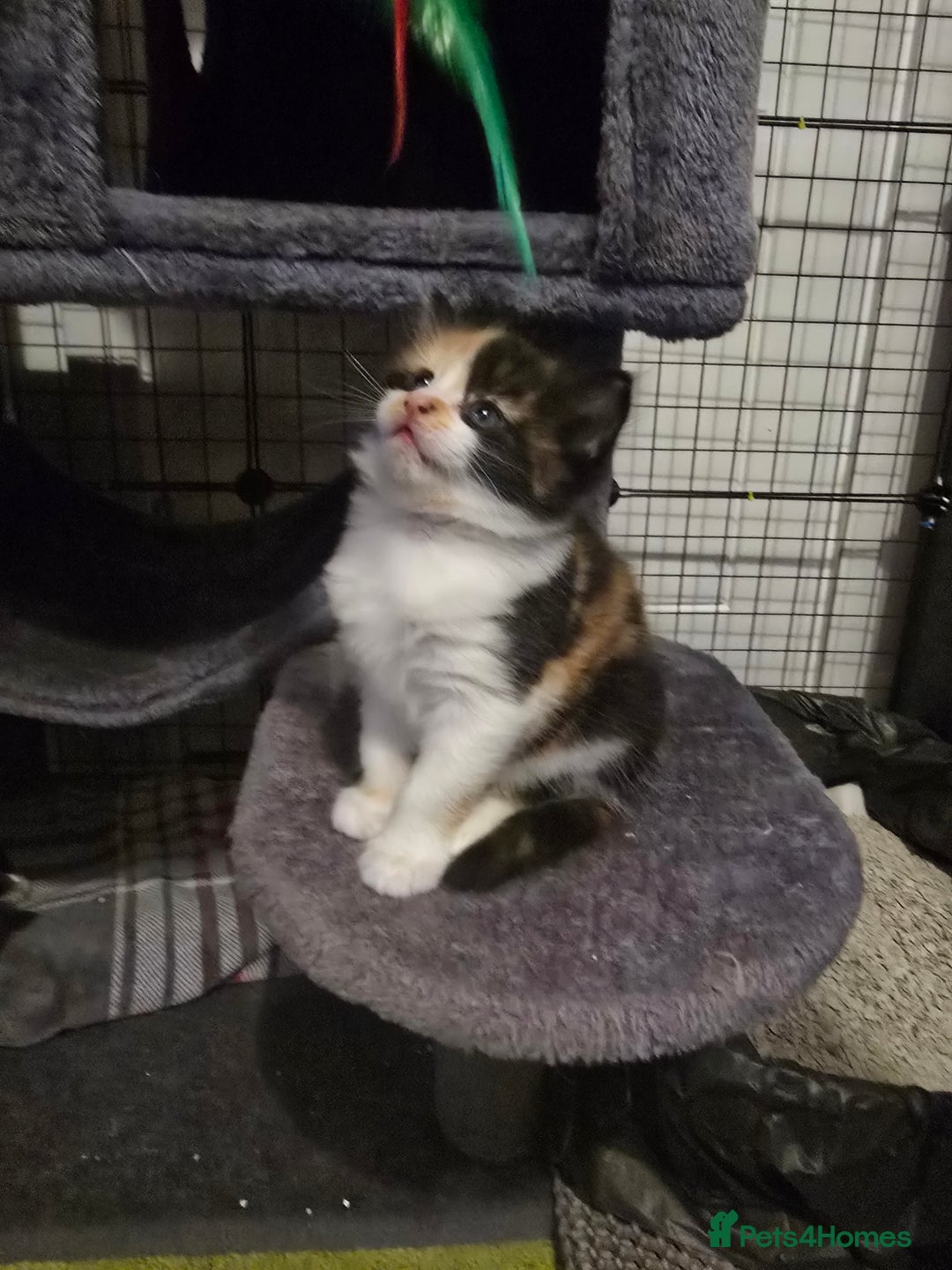 Mixed Breed cats for sale: 😺Adorable kittens .. loving ❤️home – ready soon!" - Advert 3