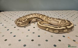 Python Snake reptiles for sale: 4x Royal Pythons for sale - Image 10