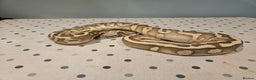 Python Snake reptiles for sale: 4x Royal Pythons for sale - Advert 10