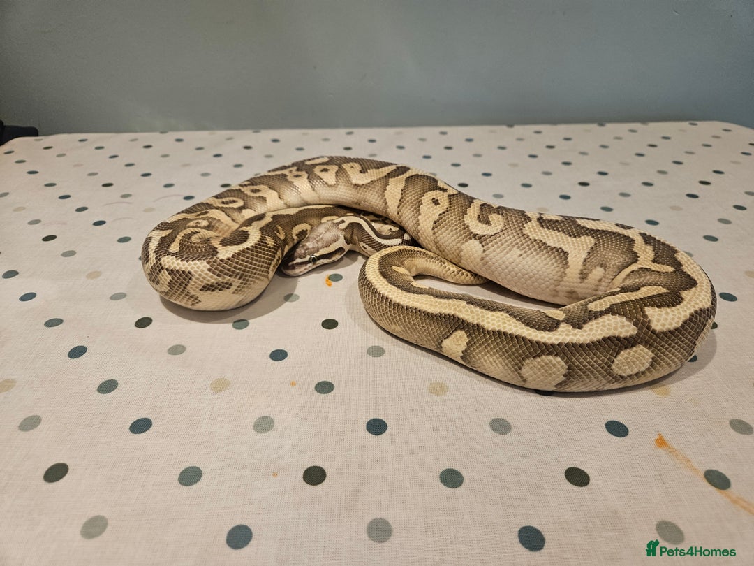 Python Snake reptiles for sale: 4x Royal Pythons for sale - Image 10