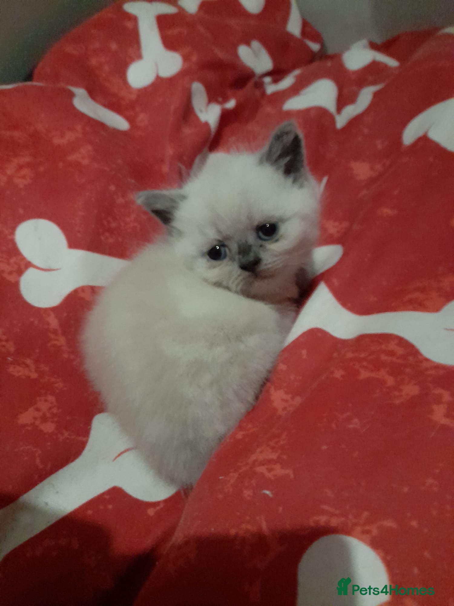 British Shorthair cats British shorthair kittens - Advert 13