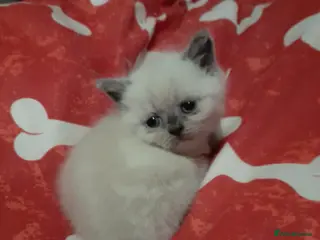 British Shorthair cats British shorthair kittens - Advert 13