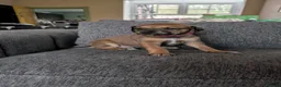 Mixed Breed dogs for sale: Lurcher  - Advert 8