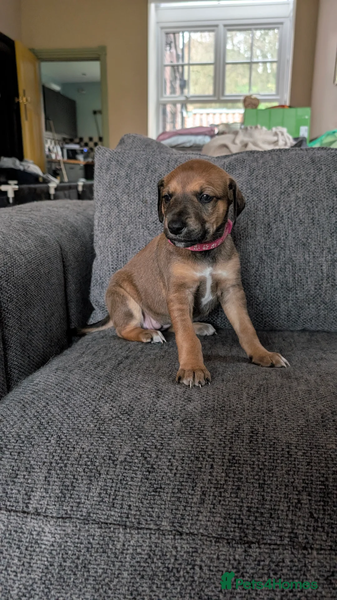 Mixed Breed dogs for sale: Lurcher  - Advert 8