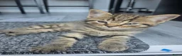 Domestic Shorthair cats for sale: 2 beautiful tabby kittens  - Advert 6