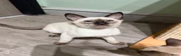 Siamese cats for sale: The Traditional Siamese Team🥰😻 - Advert 2