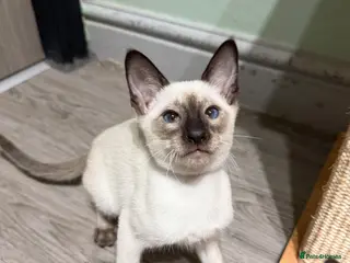 Siamese cats 1 boy available-Traditional Siamese Team🥰😻 - Advert 2