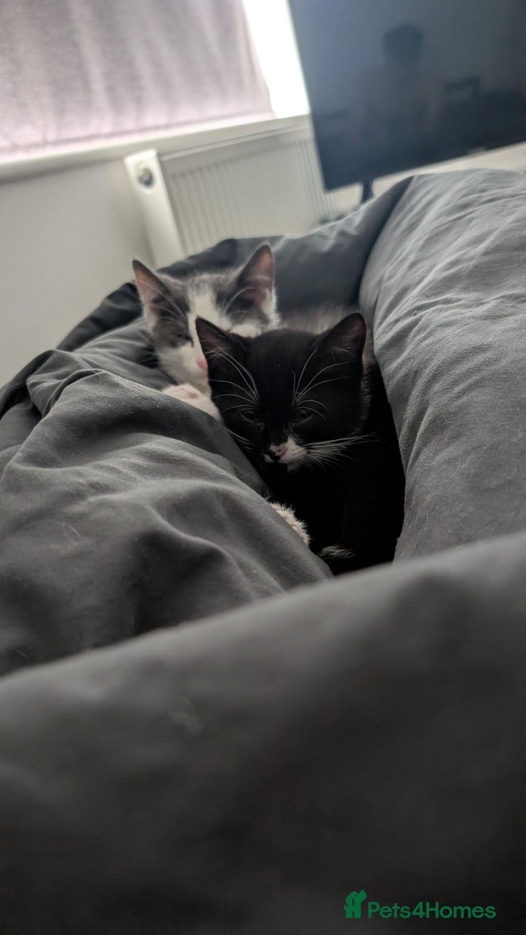 Mixed Breed cats for sale: Duo Kittens - Image 2